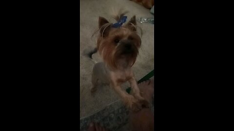 Dog tries to catch his own tail for 5 minutes straight 🌀🐶