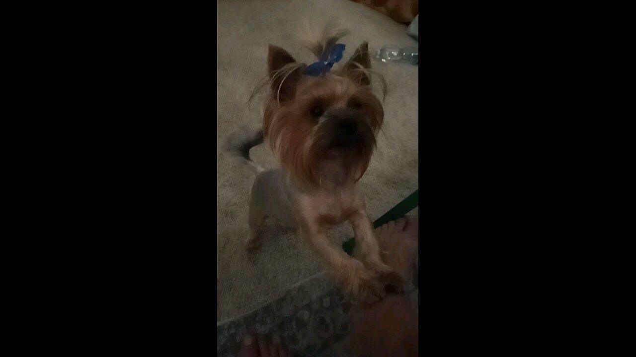 Dog tries to catch his own tail for 5 minutes straight 🌀🐶