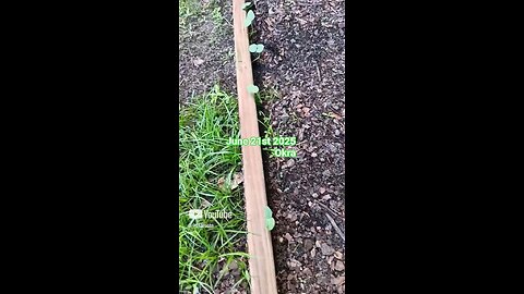 okra