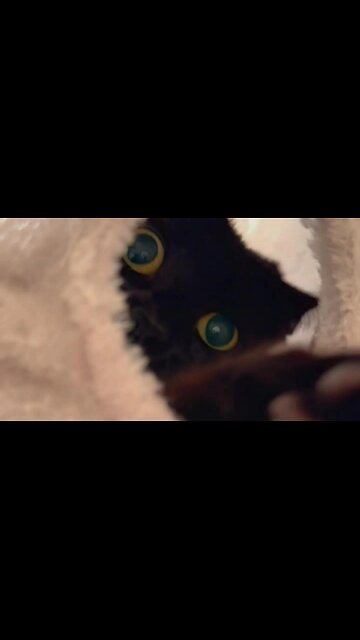 Złapię cię [Rumble Short]