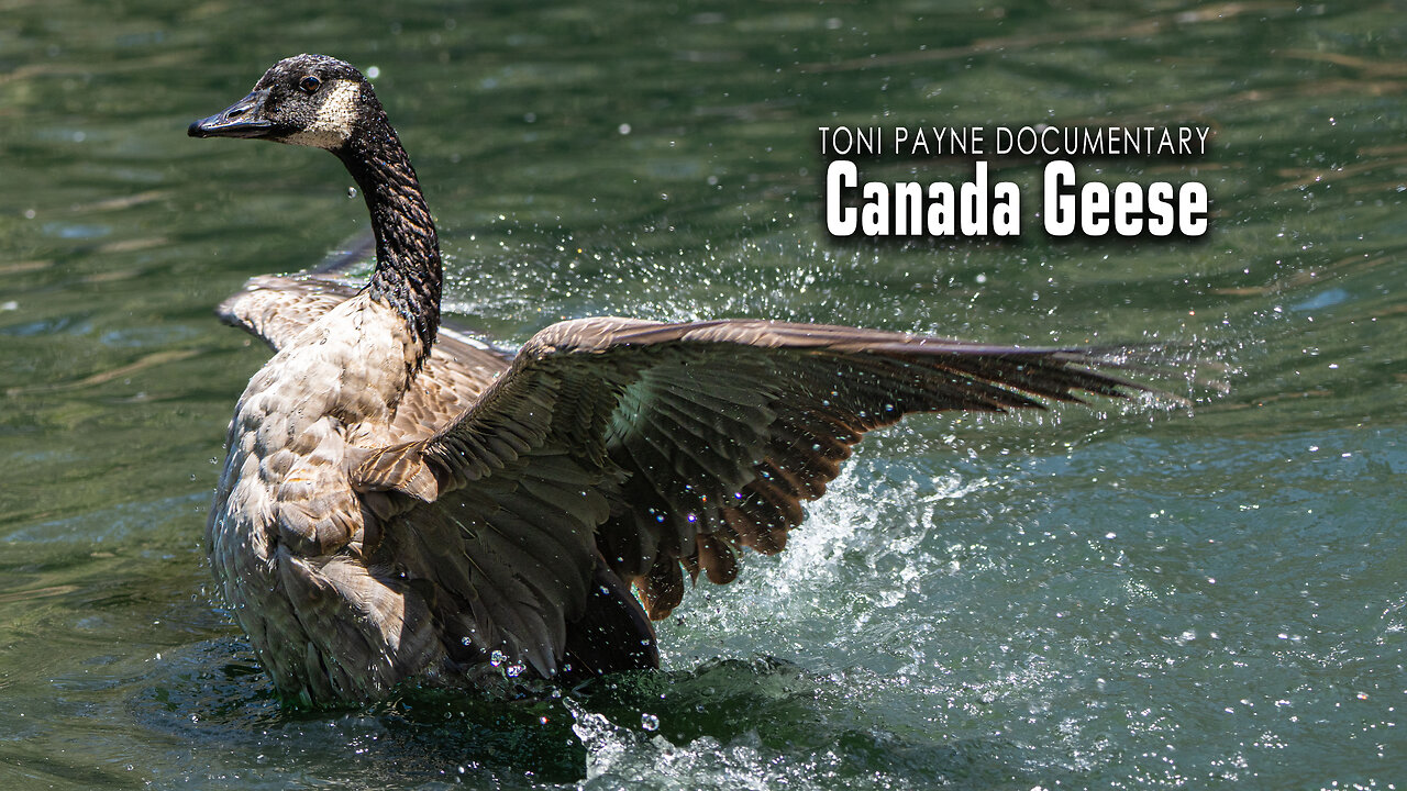 Canada Geese and Ecology - How they Affect Local Parks