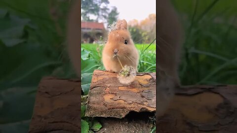 A little rabbit who loves to eat dandelions. A cute pet debut plan. A rabbit pastoral cute pet
