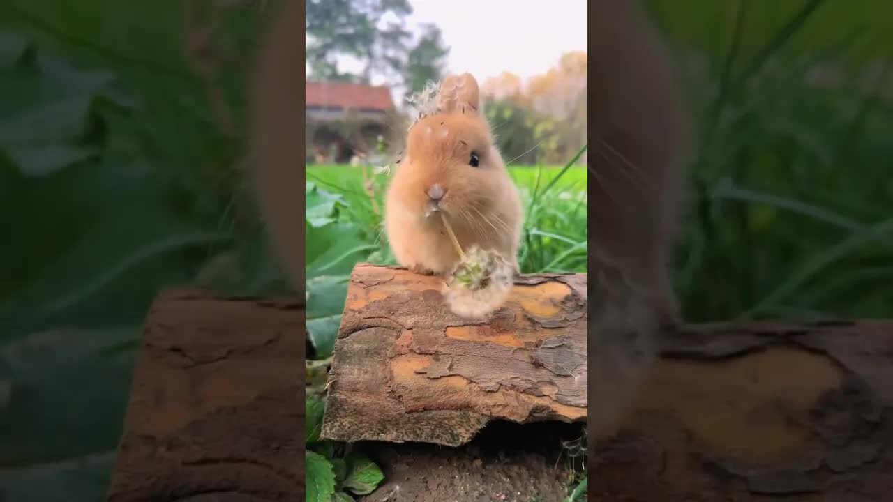 A little rabbit who loves to eat dandelions. A cute pet debut plan. A rabbit pastoral cute pet