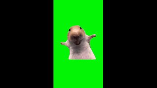 Laughing Rat | Green Screen #laugh #laughing #rat #funny #meme #memes #capcut #fyp