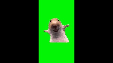 Laughing Rat | Green Screen #laugh #laughing #rat #funny #meme #memes #capcut #fyp
