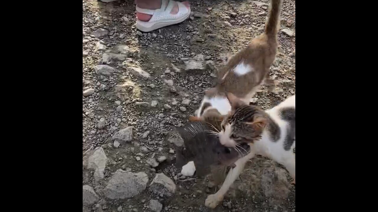Unos gatos demuestran que no le temen al agua