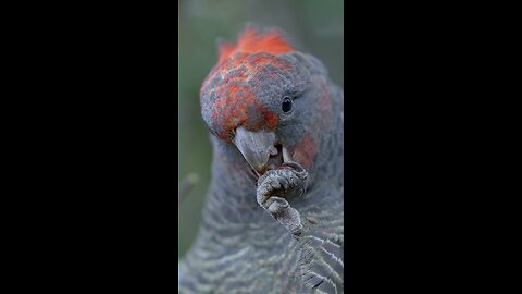 Up Close With The Cockatoo gang