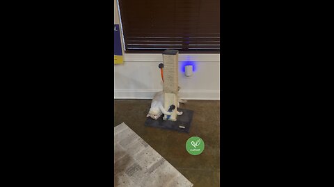 He Definitely Loves His “RedBull” 😹🍃🍃