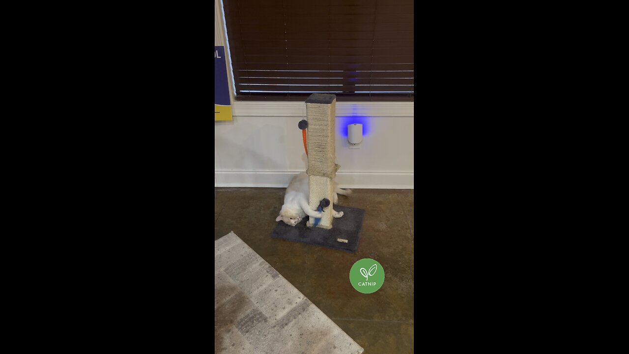 He Definitely Loves His “RedBull” 😹🍃🍃