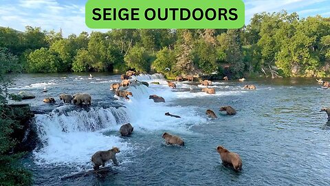 Katmai National Park Bear Feeding Live Stream!