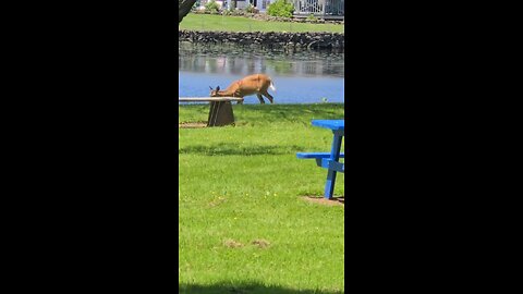 Peaceful Deer in the Park