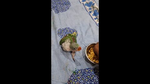 Parrot saves video