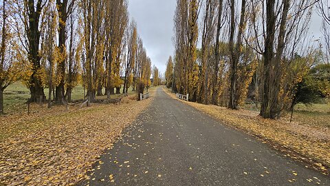 STUNNING Golden Poplars Meadow Flat MUST Visit Places To See Most AMAZING Autumn Colors In 2025 NSW