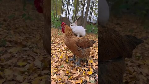 The little rabbit mistook the chicken for its mother. Cute pet debut plan. Rabbit. Rural cute pe
