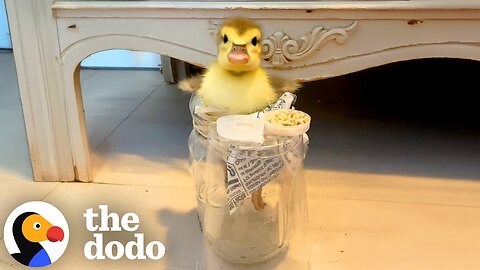 Disabled Duck Uses A High Chair To Eat His Meals | The Dodo