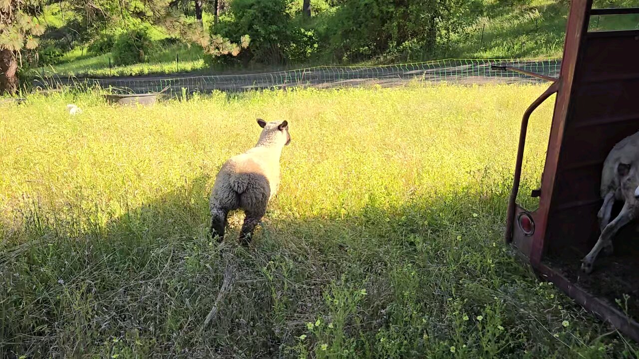 New Sheep (Last summer)