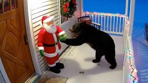 Try Not To Laugh! 😂 Funniest Christmas Animal Videos of the Year