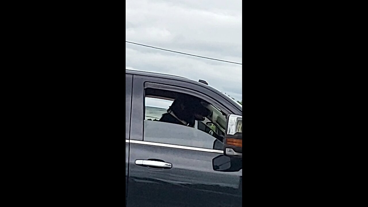 Oh Doggo!