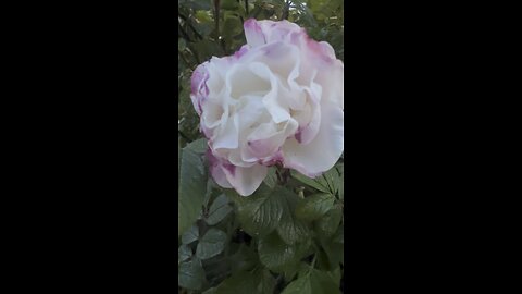 White rose