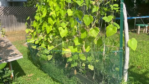 Garden Talk - August 10, 2025 🇺🇸