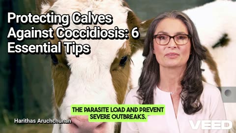 6 Tips to Prevent Calf Coccidiosis