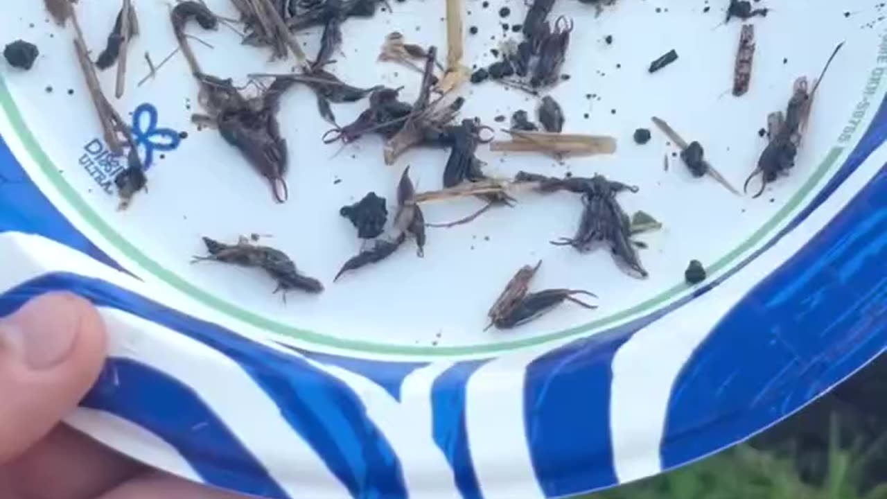 Get Rid of Earwigs