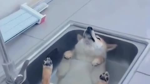 Dog's Comedy Videos 🤣 so cute videos and puppies comedy scenes 😂 so cute 🥰 🥰 🥰 🥰