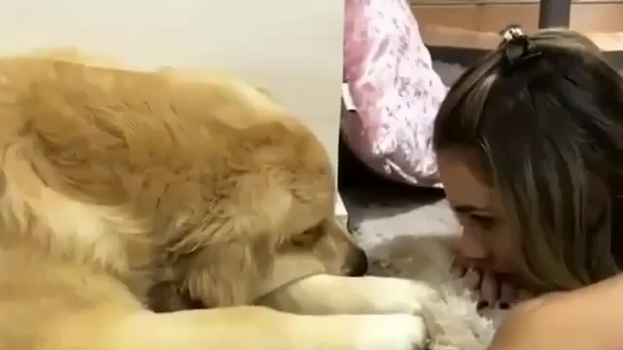 funny animals