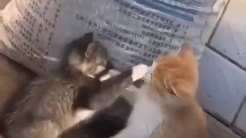🤯😴 Meanwhile, This Referee is Taking a Nap! | FunFM