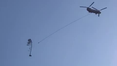 🤯🚁 Watch A Helicopter Transport A Tree Like A Boss! | FeedMyCuriosity