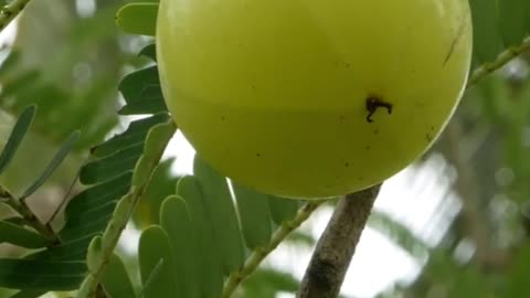 ¡Descubre los 5 beneficios del kiwi para tu SALUD