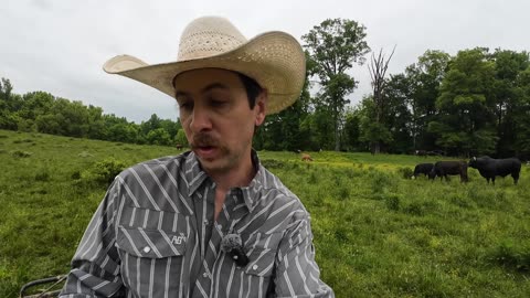 We bought more cows!