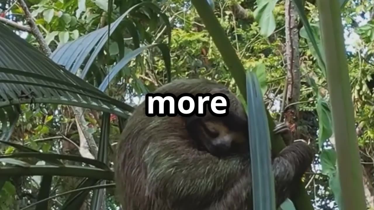 🦥 Sloths The Surprisingly Speedy Swimmers of the Rainforest 🦥