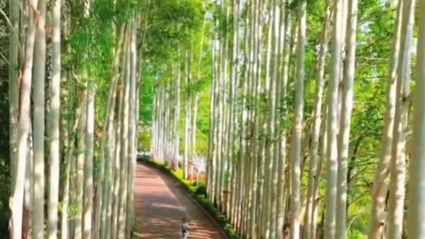 A cozy path for leisurely walks in Shanghai, China. Nature 4K videos 🌎