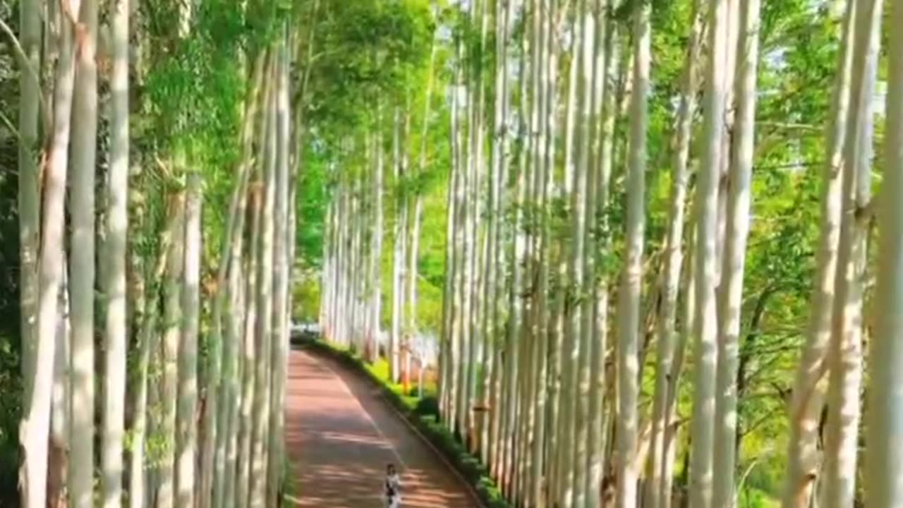 A cozy path for leisurely walks in Shanghai, China. Nature 4K videos 🌎