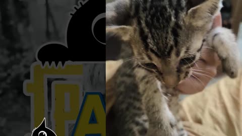 6th July Vlog of Patch from #PatchAltWrenchGang