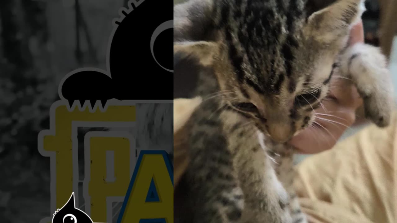 6th July Vlog of Patch from #PatchAltWrenchGang