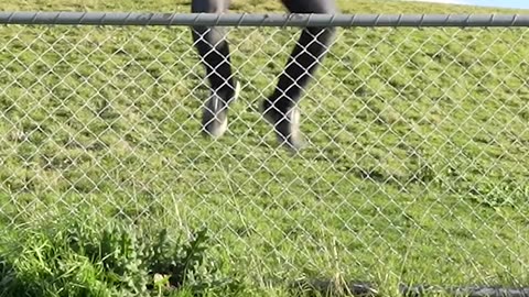 How animals go over a fence