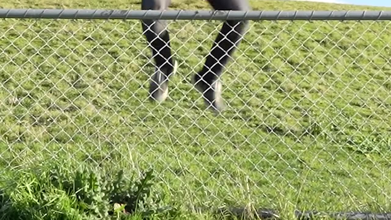 How animals go over a fence