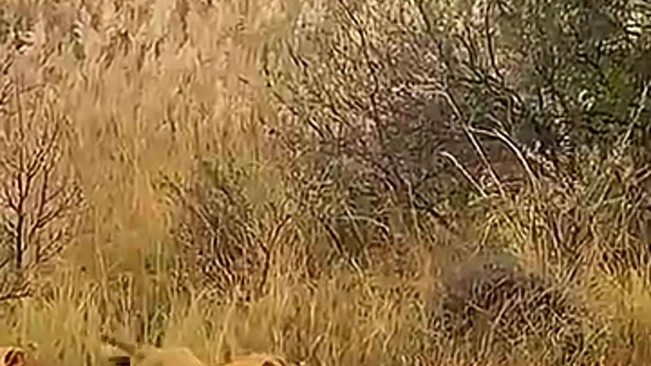 animals