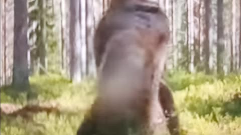 Wild bear fight in Finland