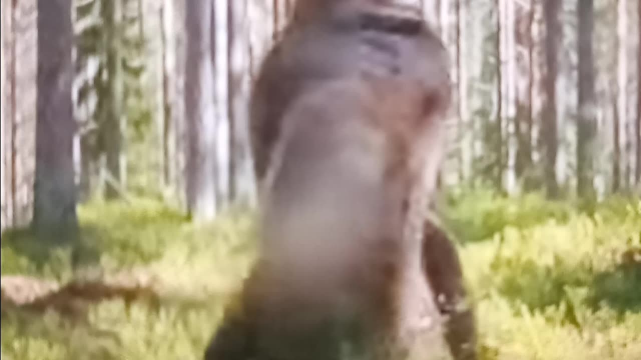 Wild bear fight in Finland