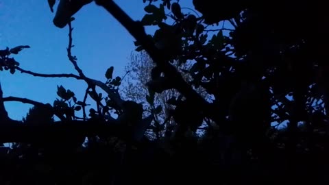 Morning Sounds in the Flemish Tasty Forest 2025-05-11 5:07 AM with Volume Boost
