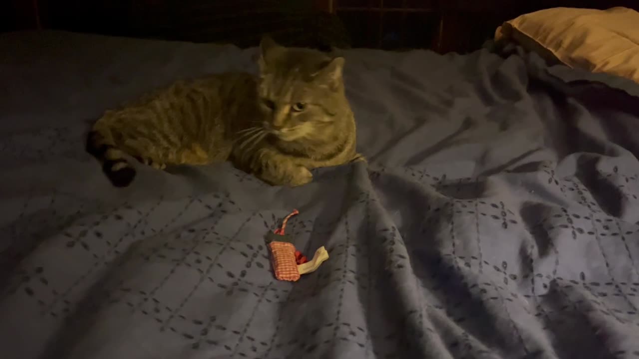 April 20, 2025 - A Catnip Toy Before Bedtime