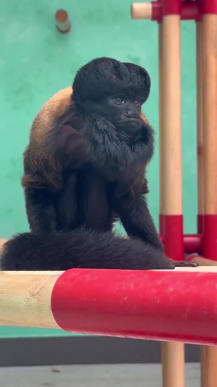 🤯🌿 The Black Bearded Saki Monkey—Less Than 2,500 Left! | FeedMyCuriosity