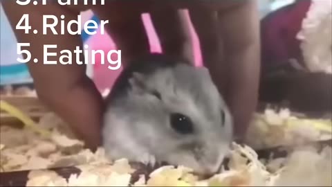 Funny Video