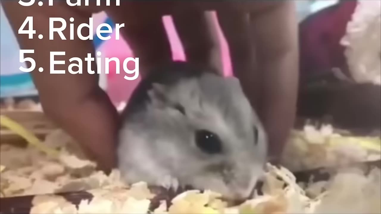 Funny Video