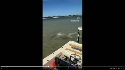 Just a shark going for a stingray that has a few moves to escape - fast 15 secs