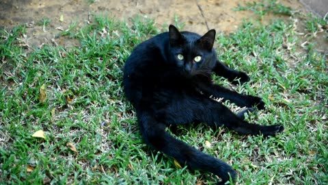 This poor cat was kicked out of the house for something unbelievable. Watch it now.