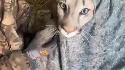 Animal